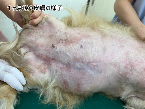 1ヶ月後の皮膚の様子①