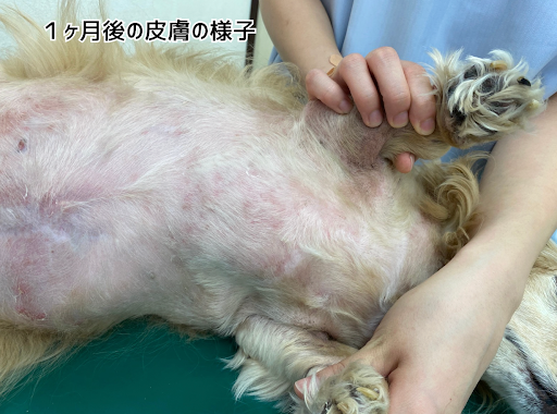 1ヶ月後の皮膚の様子②