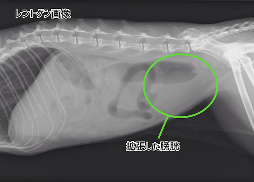 膀胱が膨らんでいるレントゲン画像