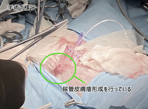 尿管皮膚瘻形成術を行っている様子
