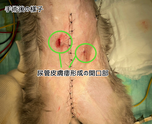尿管皮膚瘻形成術を行っている様子