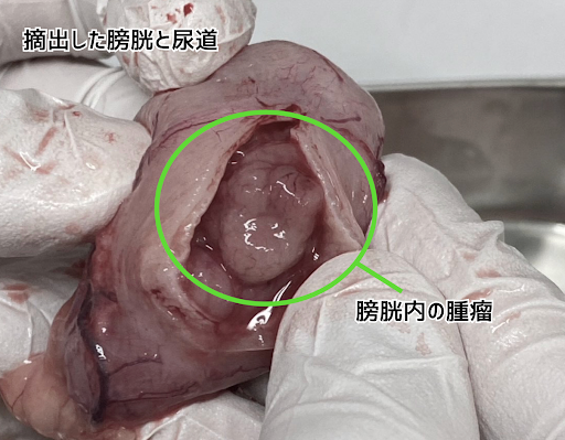 摘出した膀胱と尿道