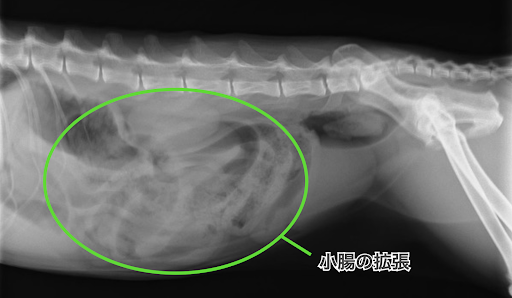 小腸が拡張しているレントゲン画像