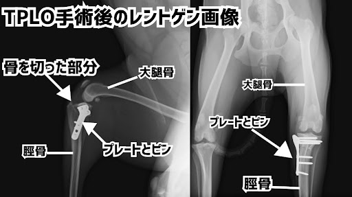TPLO手術後のレントゲン画像