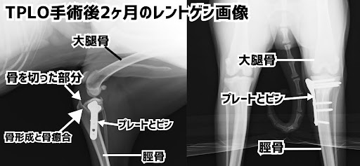 TPLO手術後2ヶ月のレントゲン画像