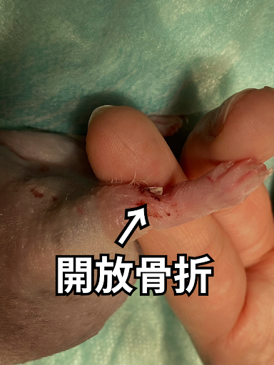 開放骨折しているハムスター
