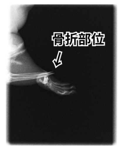 骨折部位を写したハムスターのレントゲン画像