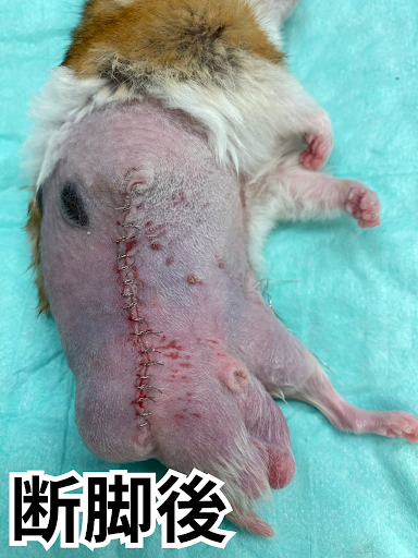 断脚後のハムスターの画像