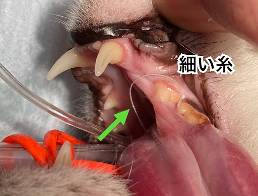 猫の口から細い糸が見えている様子