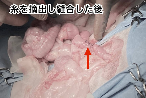 腸から糸を摘出し、縫合した後の様子