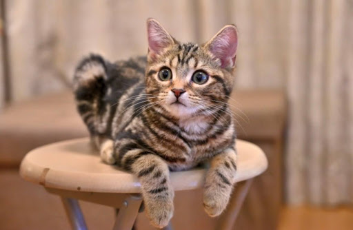 アメリカンショートヘアーの慢性特発性偽性腸閉塞症と診断した一例