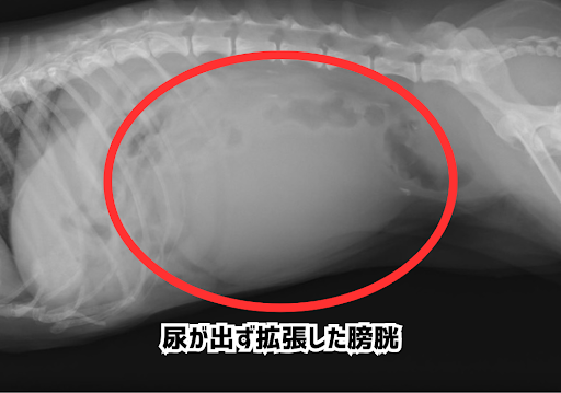 尿が出ず拡張した膀胱のレントゲン画像
