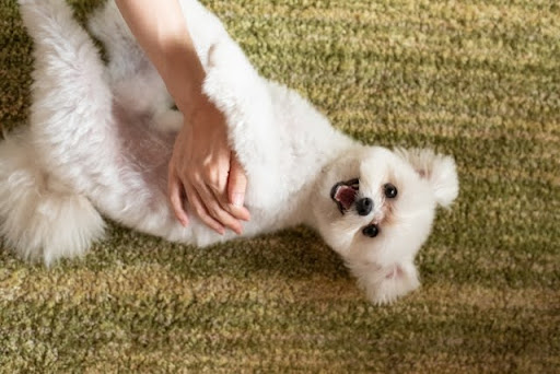 犬の歯周病は予防が大切！