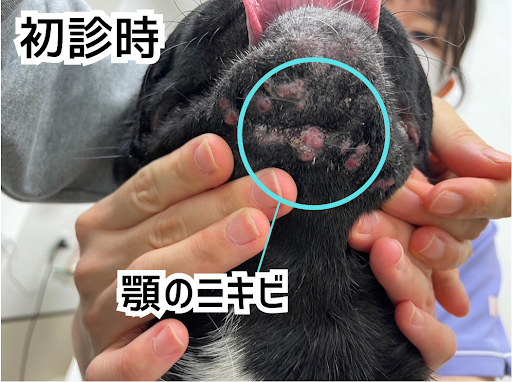 顎ニキビのパグの初診時の様子