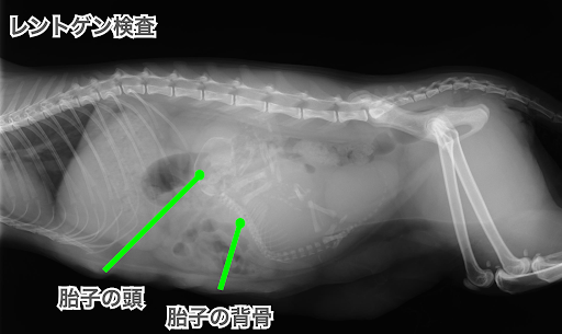 レントゲン検査の胎子