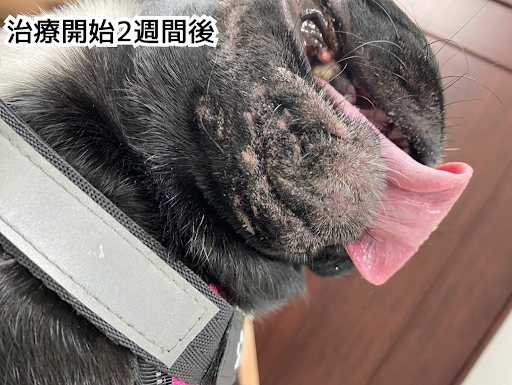 治療開始2週間後の顎ニキビのパグ