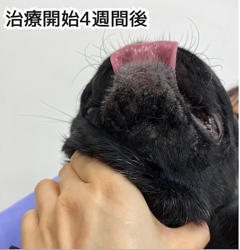 治療開始4週間後のパグの顎ニキビの様子