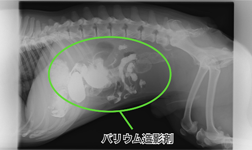 バリウム造影剤を飲んだ後の犬のレントゲン画像