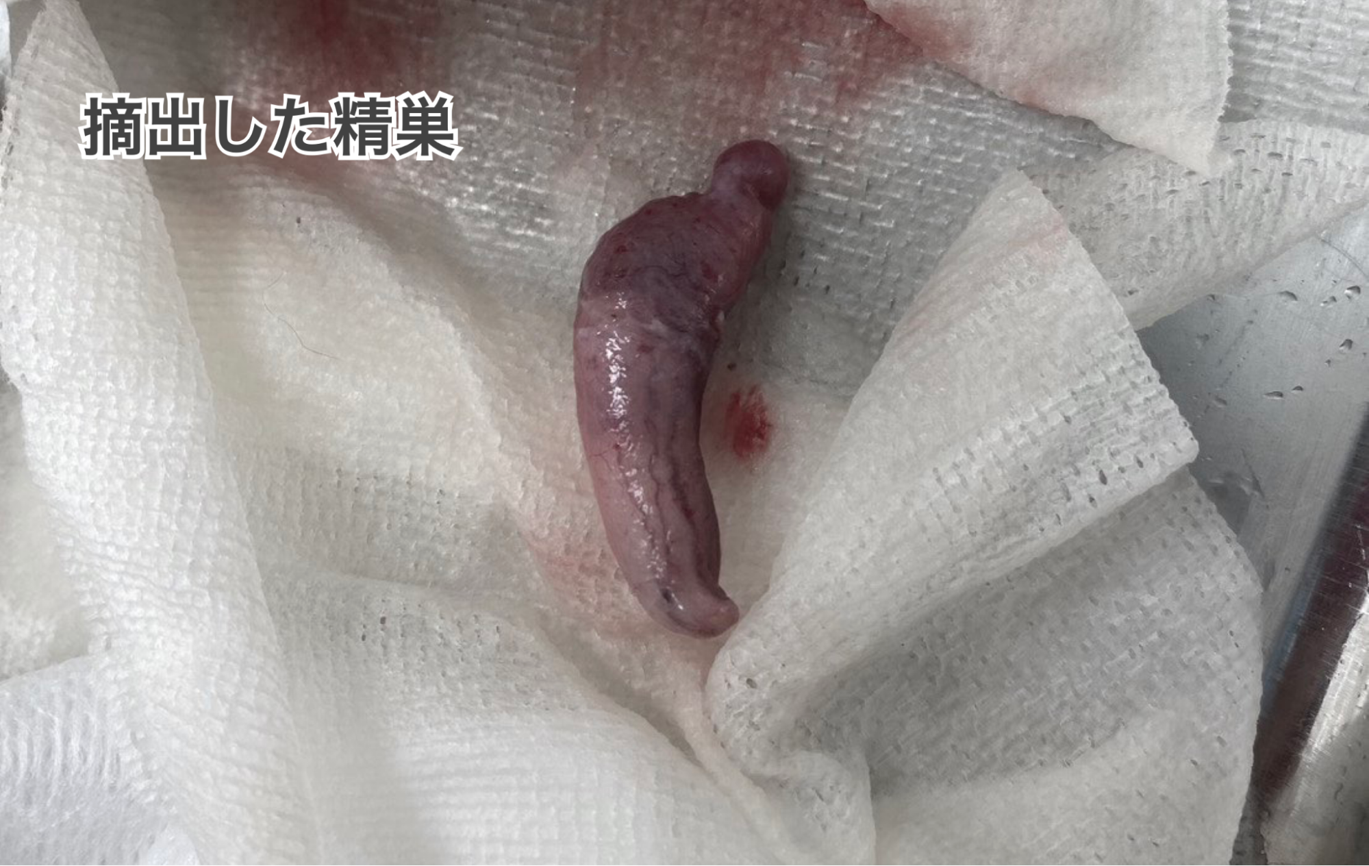 摘出したうさぎの精巣