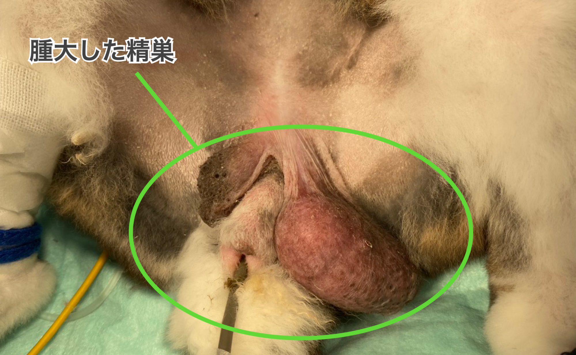 うさぎの腫大した精巣