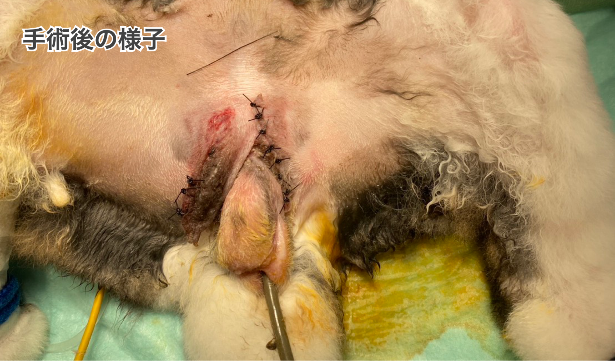 精巣摘出後のうさぎの陰部
