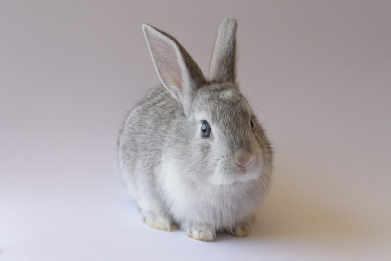 うさぎの間細胞腫に対して去勢手術を行なった症例を解説