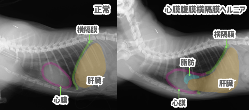 猫の腹膜心膜横隔膜ヘルニア