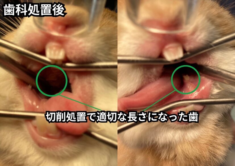 不正咬合のうさぎの歯科処置後の口の中