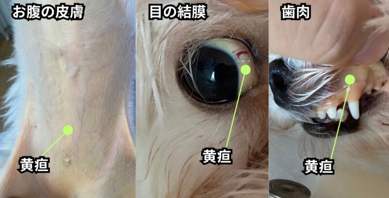 タマネギ中毒でみられた犬の黄疸
